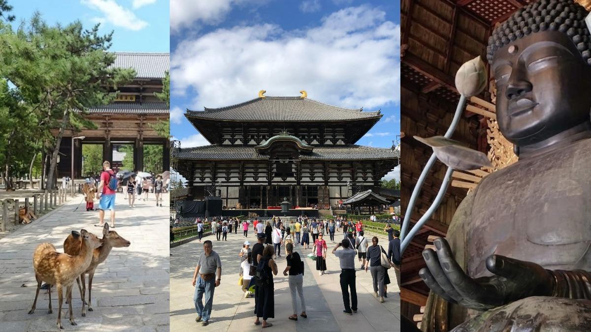 奈良公園梅花鹿（左）、東大寺大佛殿外觀（中）、殿內的盧舍那大佛（右）。（圖／網路溫度計）
