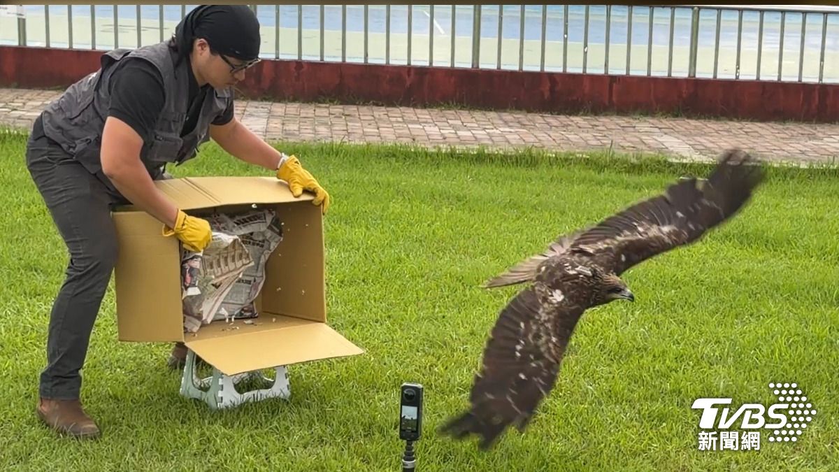 「眨眼求生」惹人憐！受困非法鳥網　黑鳶康復展翅返山林