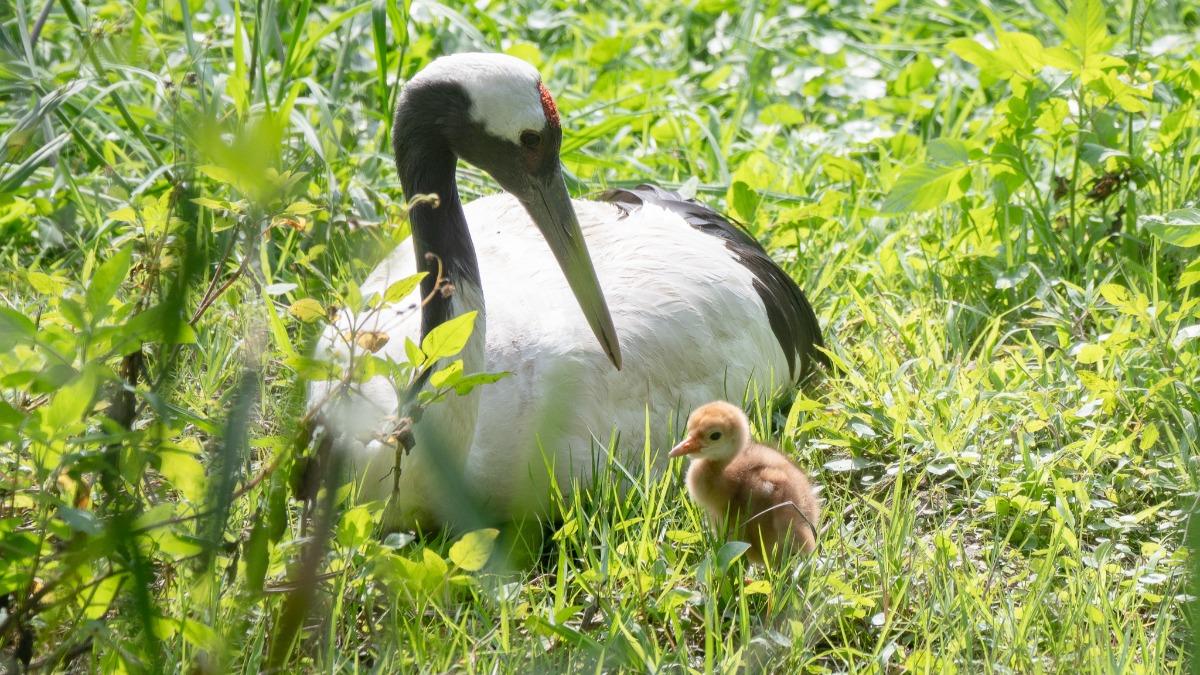 動物園丹頂鶴睽違4年再添仔!KIKA食慾差原來是懷孕