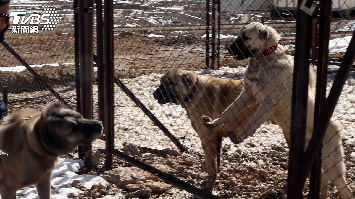 印度驚傳「流浪犬暴走」!街頭隨機暴衝 連咬40人引恐慌