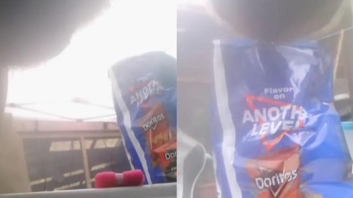 有片/小熊想吃多力多滋!叼零食快閃「第一人稱視角」畫面瘋傳