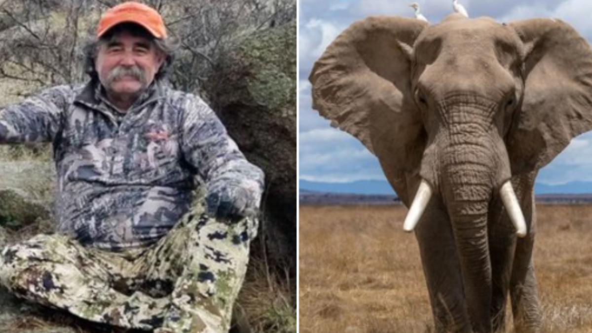 非洲狩獵變獵物!美75歲百萬富翁遇象群 遭5母象踩踏身亡