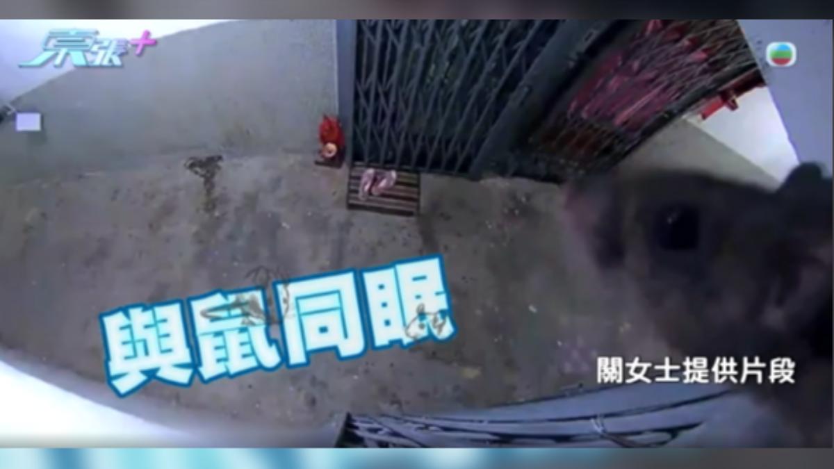 香港九龍一處社宅鬧鼠患,有居民疑似因為囤積大量雜物,導致鼠輩橫行。(圖/TVB東張西望)