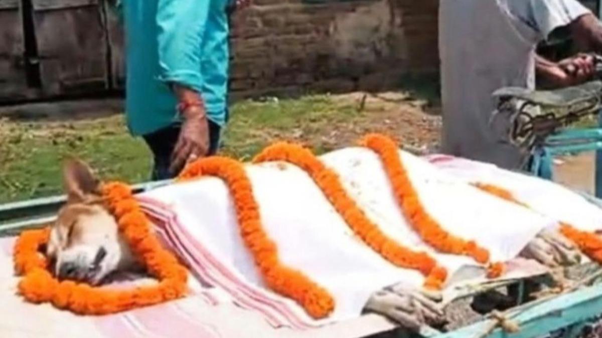有片/流浪汪汪守護30童!大戰毒蛇中毒亡 全村喪禮遊行送別
