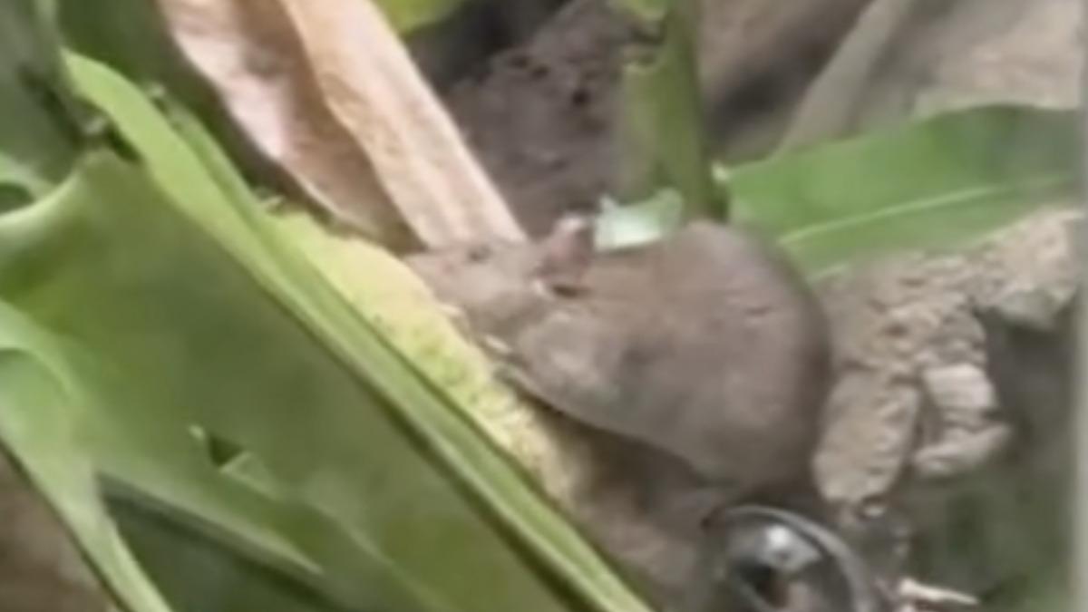 鼠竄動物園！網酸「改名木柵老鼠園好了」　園區：加強巡檢