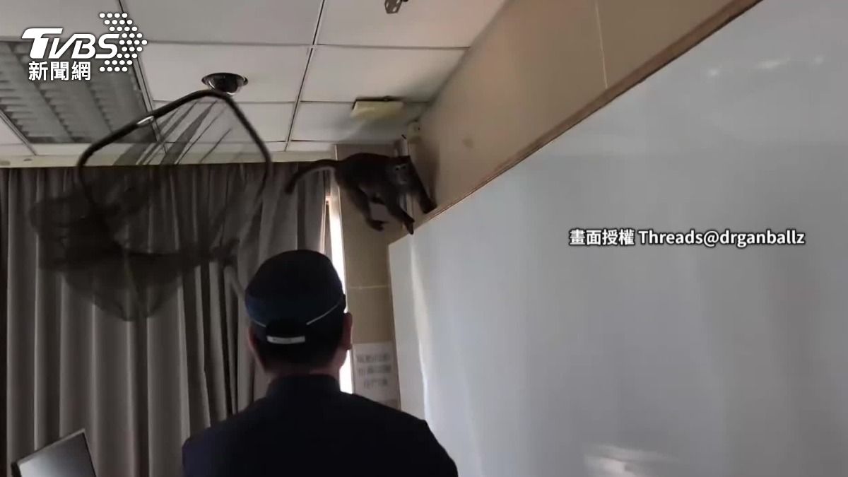 今(27)天上午,文化大學竟然上演「人猴大戰」。(圖/TVBS)