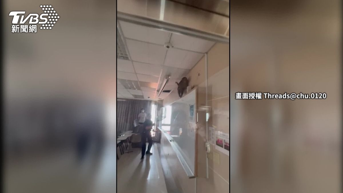 猴子在教室前後瘋狂逃竄,還飛簷走壁爬到白板上。(圖/TVBS)