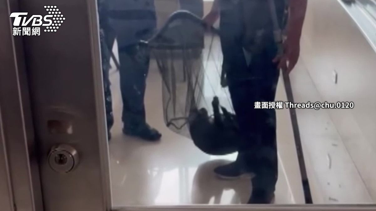 人猴大戰耗費長達8分鐘,獼猴才終於沒電,被校警制伏。(圖/TVBS)