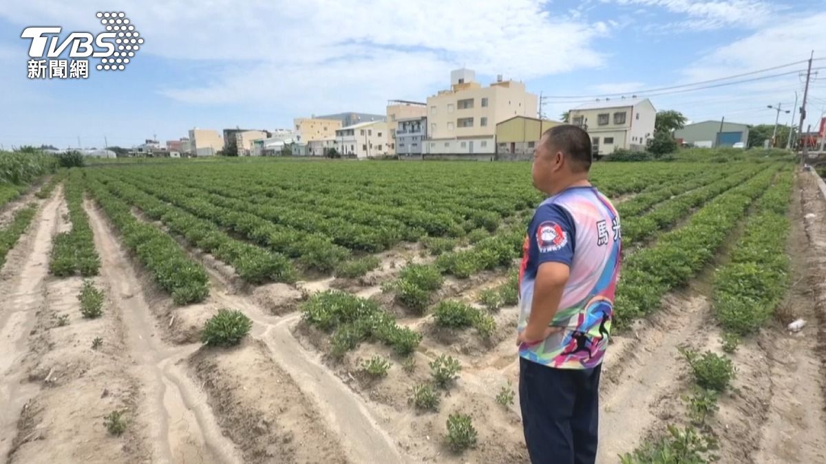 美國花生零關稅衝擊台灣!價格僅國產4成 農民嘆:聽天由命。(圖/TVBS)