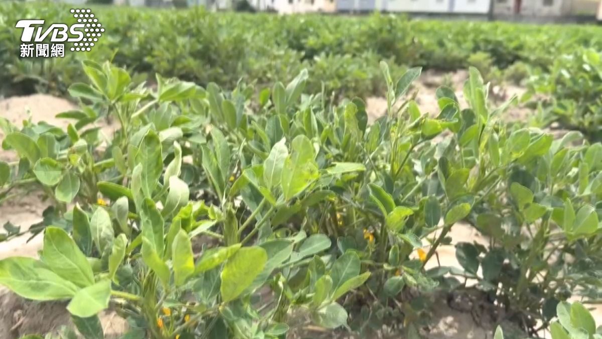 台灣花生口感好、含油量高、香氣濃郁,加上有新鮮優勢,在市場上有一定地位。(圖/TVBS)