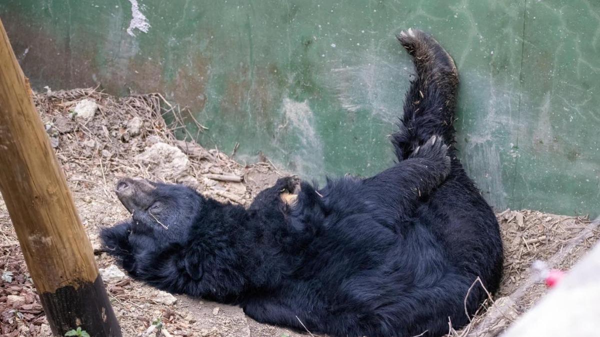 今年第4隻！壽山動物園黑熊奶奶「瑪莉」離世　園方不捨證實