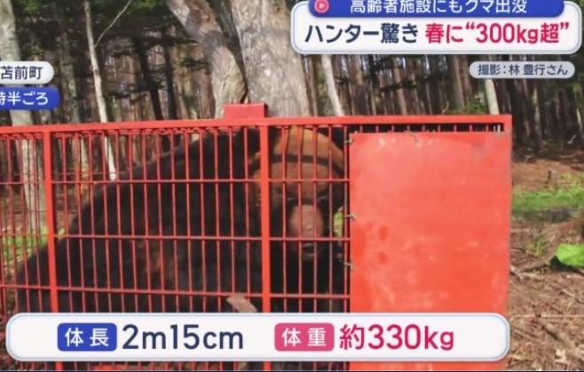 獵人協會將這頭重達330公斤的棕熊,誘捕至鐵籠中。(圖/翻攝 朝日電視台)