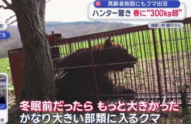 專家表示,野熊冬眠體重會減輕20-40%,這頭棕熊冬眠前可能體重達到450公斤。(圖/翻攝 朝日電視台)