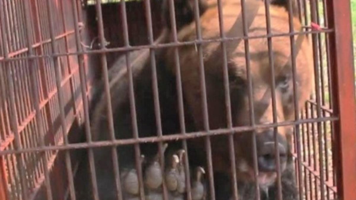 獵人都嚇壞！「330kg棕熊」現蹤北海道　黑熊闖入養老院