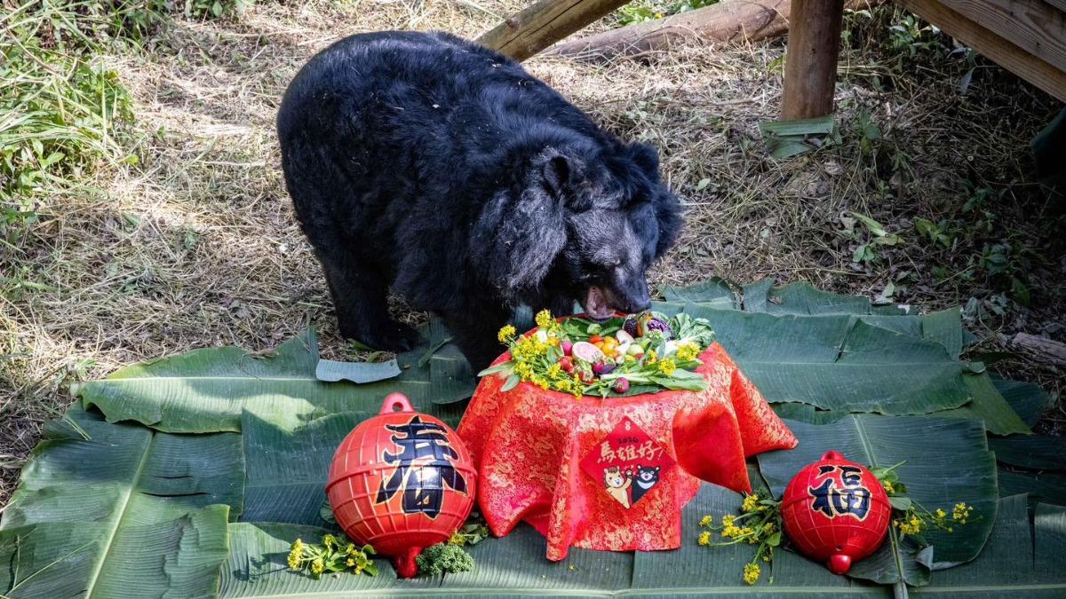 黑熊瑪莉奶奶是今年第4隻離世的動物。（圖／翻攝自壽山動物園臉書）