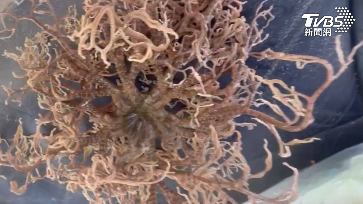 筐蛇尾棘皮動物門,腕足過濾浮游生物進食。(圖/TVBS)