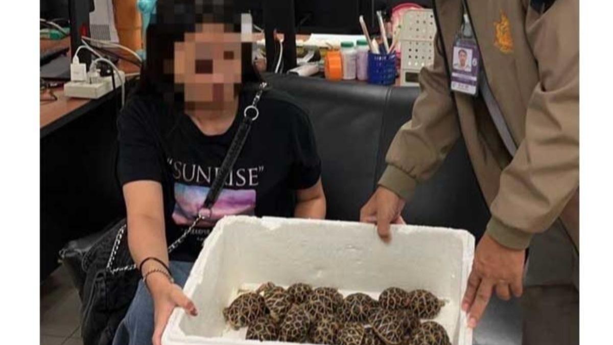 19歲台灣女遊客曼谷機場遭逮 身綁30隻「印度星龜」闖海關