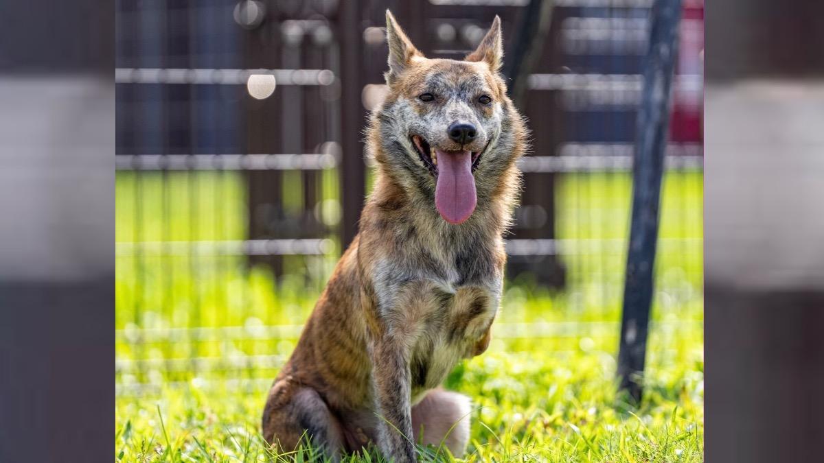 陳佩琪酸賴清德愛犬「殘障狗」!蔡英文、陳水扁罕見同框發聲