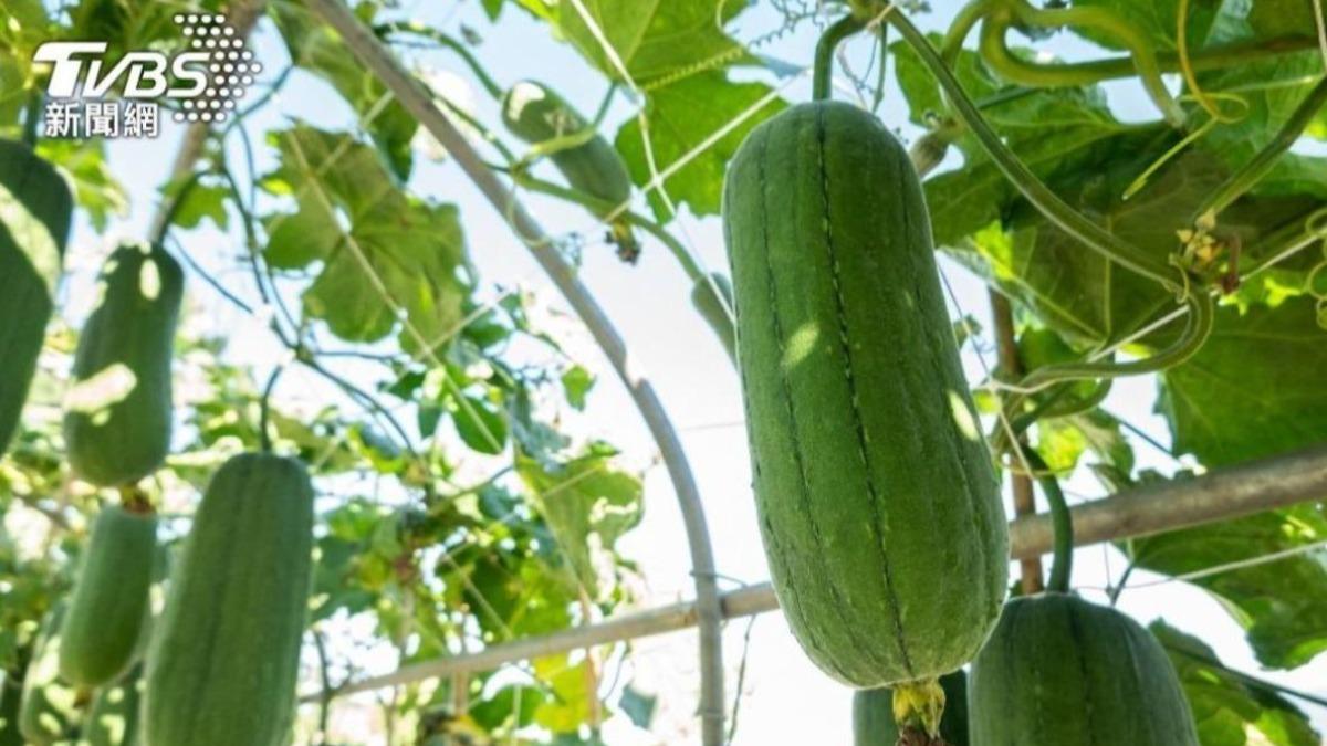玩太大!「絲瓜斷肛門」拔不出 醫示警:越過括約肌就慘了
