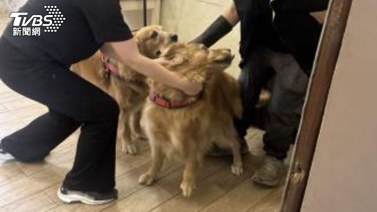 苗栗網紅餐廳爆虐狗!黃金獵犬被痛揍甩巴掌 飼主遭罰7.5萬