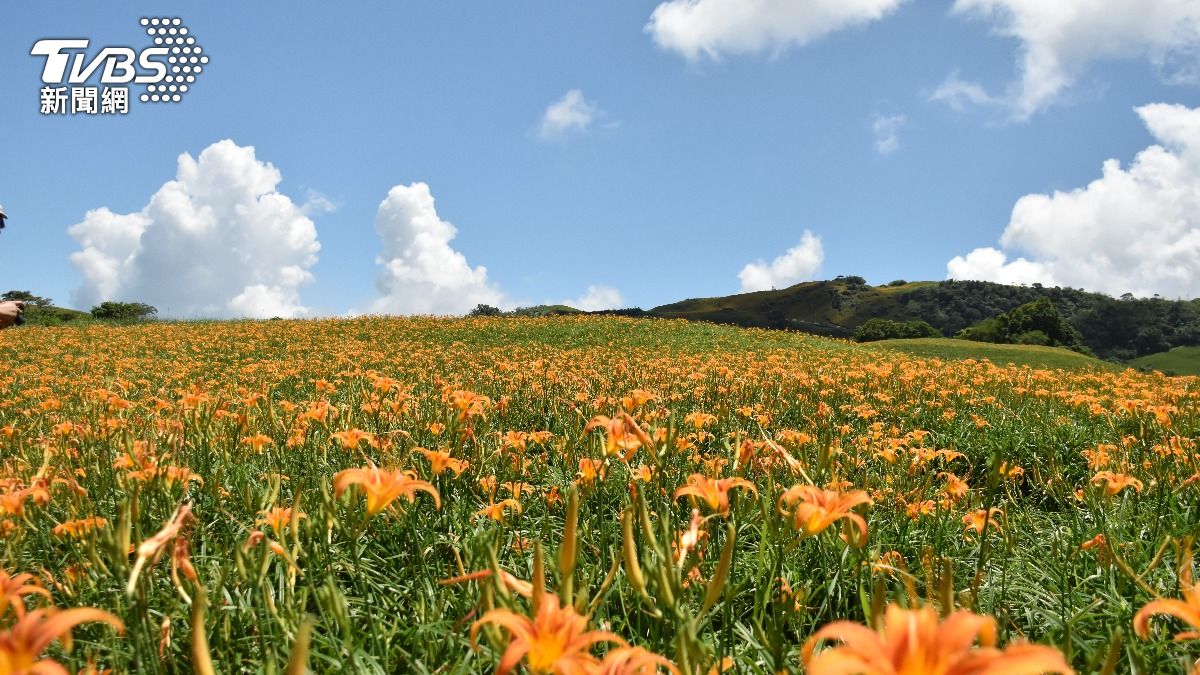 嘉義竹崎變身「橘海」!3000株金針花滿開 鐵質是菠菜20倍
