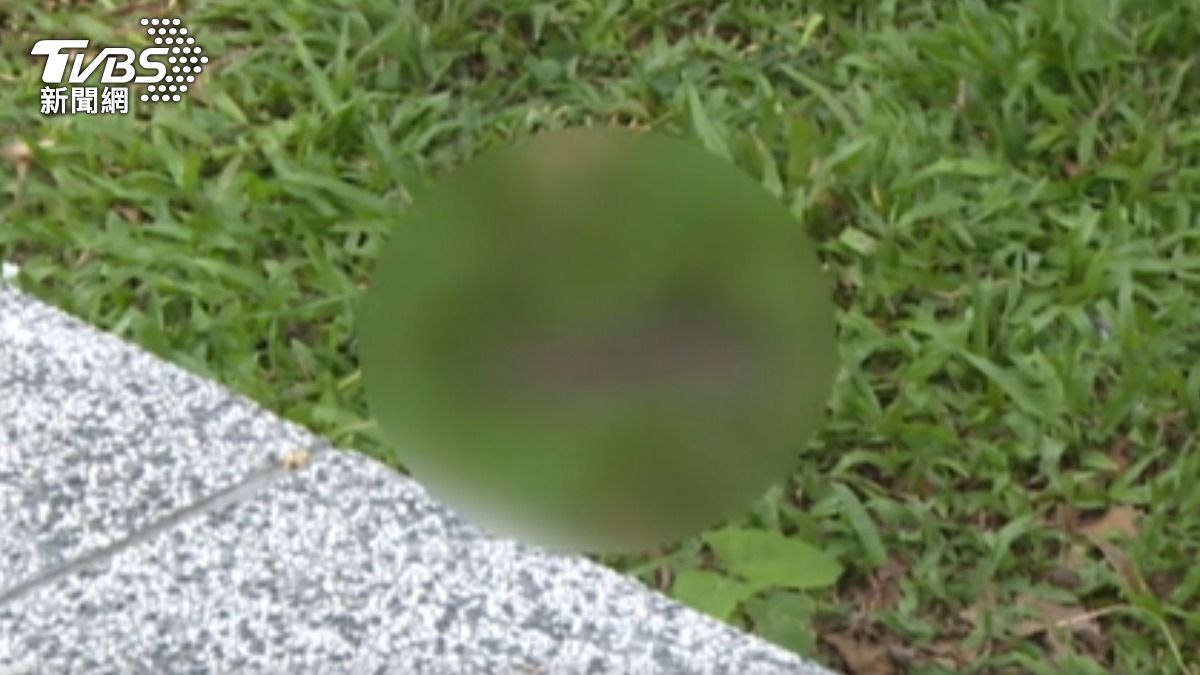 滅鼠靠投藥? 環境部:不應作為常態唯一手段。(圖/TVBS)