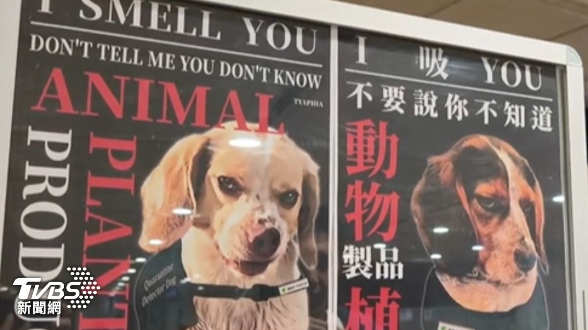 台灣檢疫犬宣導海報利用「I 吸 YOU」諧音哏紅到國外,殺氣表情提醒旅客務必主動申報。(圖/TVBS