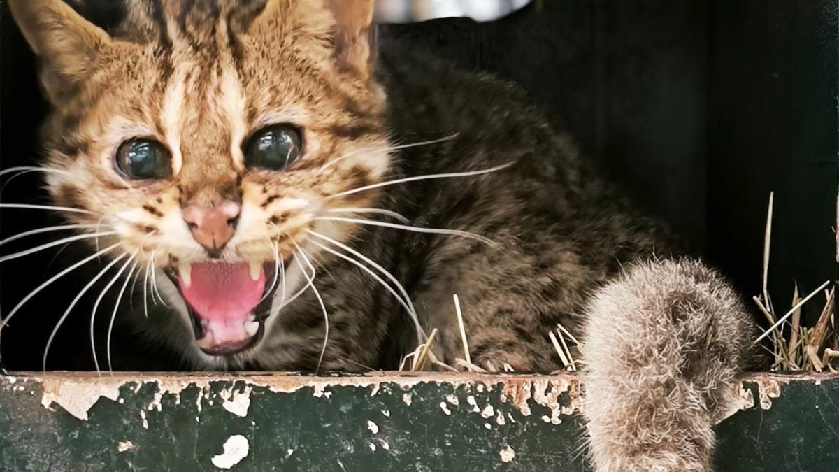 動物園高齡石虎「小母」離世!關節炎、脊椎退化 粉絲不捨