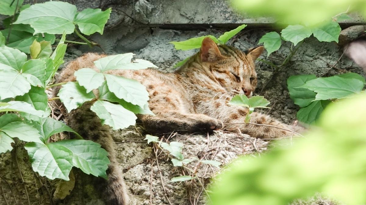 石虎「小母」永眠。(圖/翻攝自Taipei Zoo 臺北市立動物園臉書)