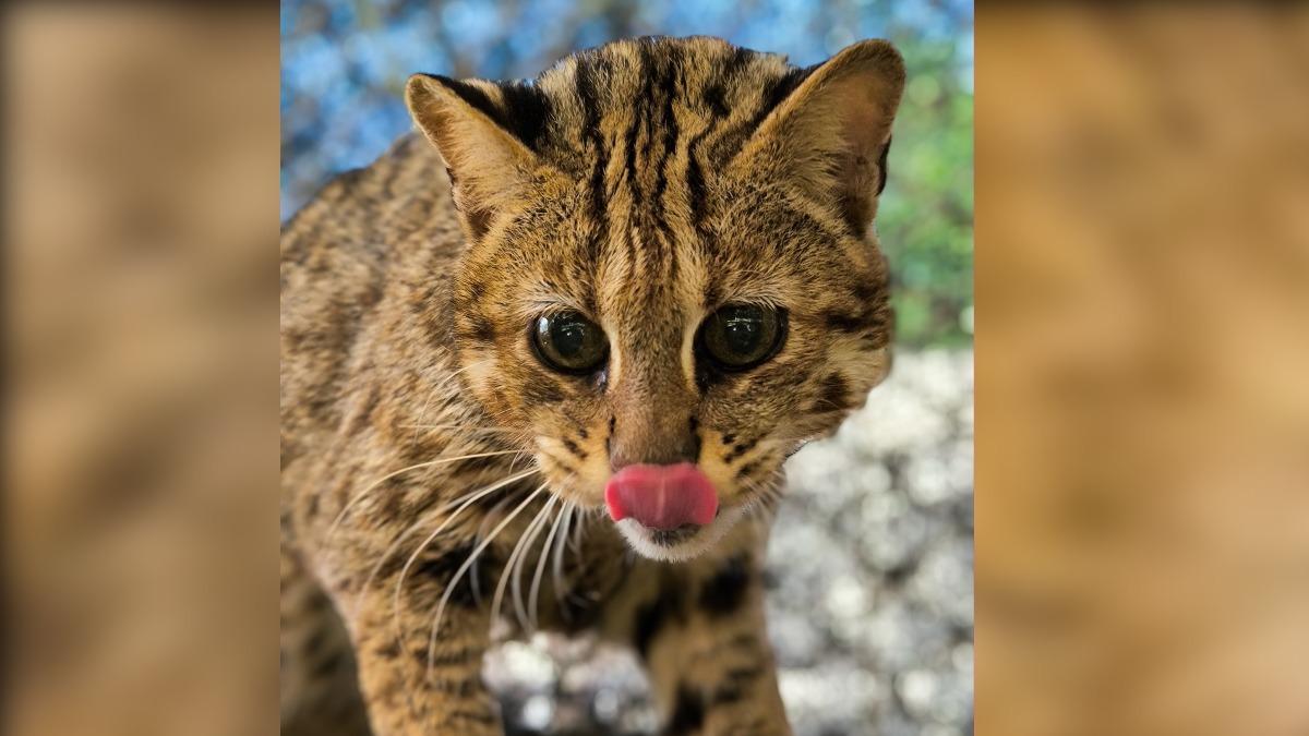 高齡19歲的石虎「小母」過世。(圖/翻攝自Taipei Zoo 臺北市立動物園臉書)