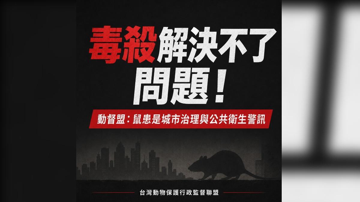 毒殺解決不了鼠患!動督盟提3建議 「垃圾、廚餘管理」是關鍵