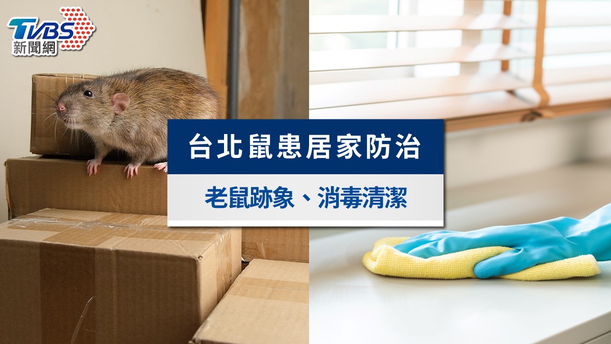 家裡發現老鼠怎麼辦?台北鼠患熱區、老鼠跡象判斷與鼠糞消毒懶人包