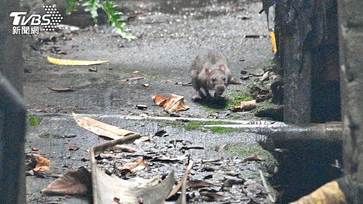 「溫暖、擁擠、易取得食物」 學者:城市與暖化適合老鼠生存