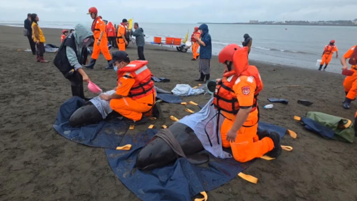 小虎鯨擱淺在淡江大橋下,相關單位已派遣專業人員救援。(圖/TVBS)