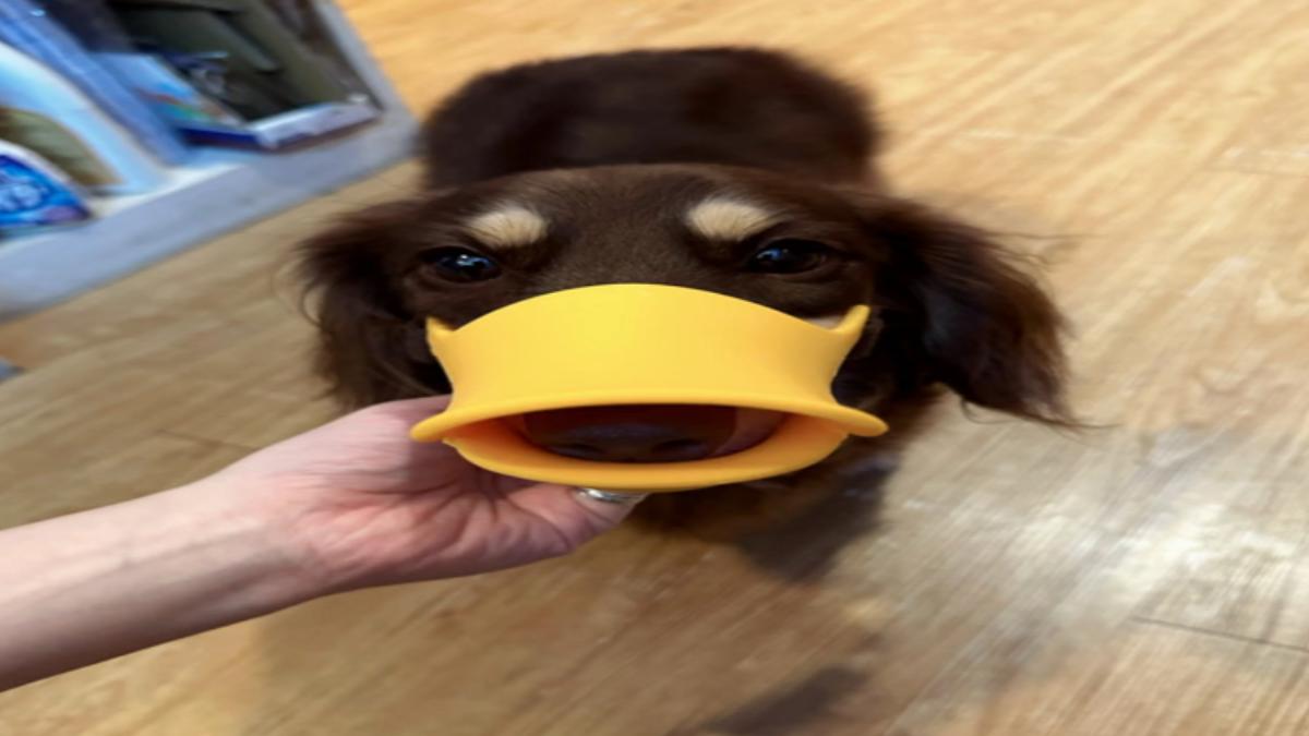 臘腸狗也套上鴨嘴。(圖/cooper_dogggggg threads)
