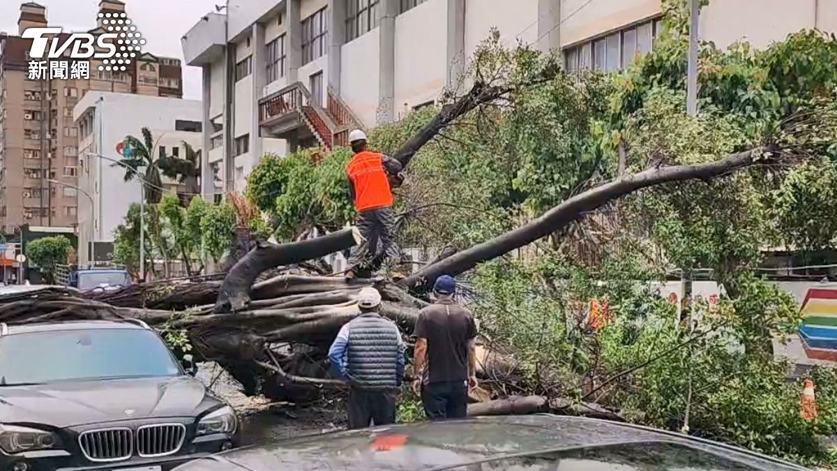 雨下整夜!台中二中旁巨大榕樹倒塌壓2車 「板金慘凹」車主痛心