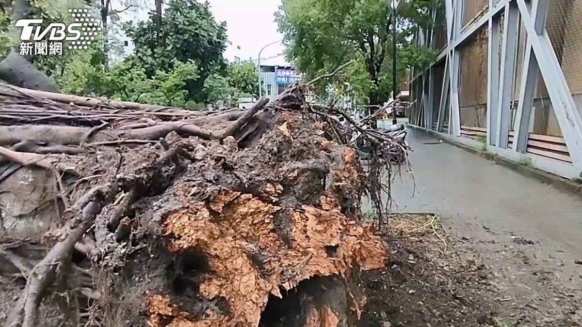 樹根底部疑似病變。(圖/TVBS)