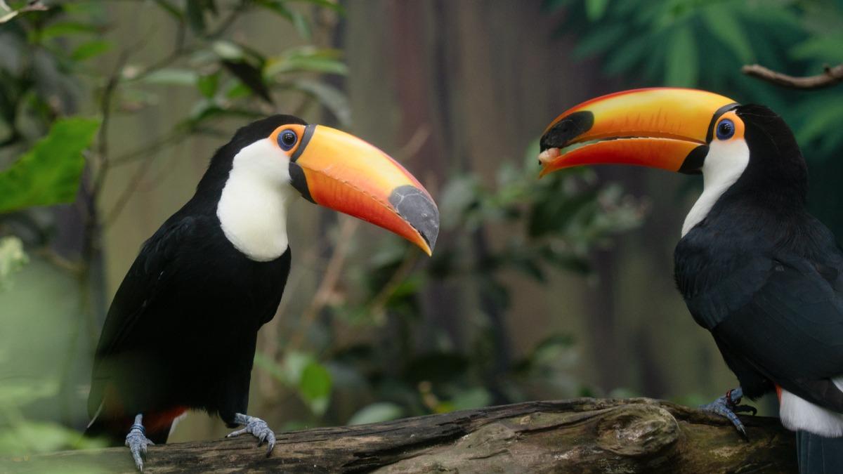 大巨嘴鳥。(圖/翻攝自動物園臉書)