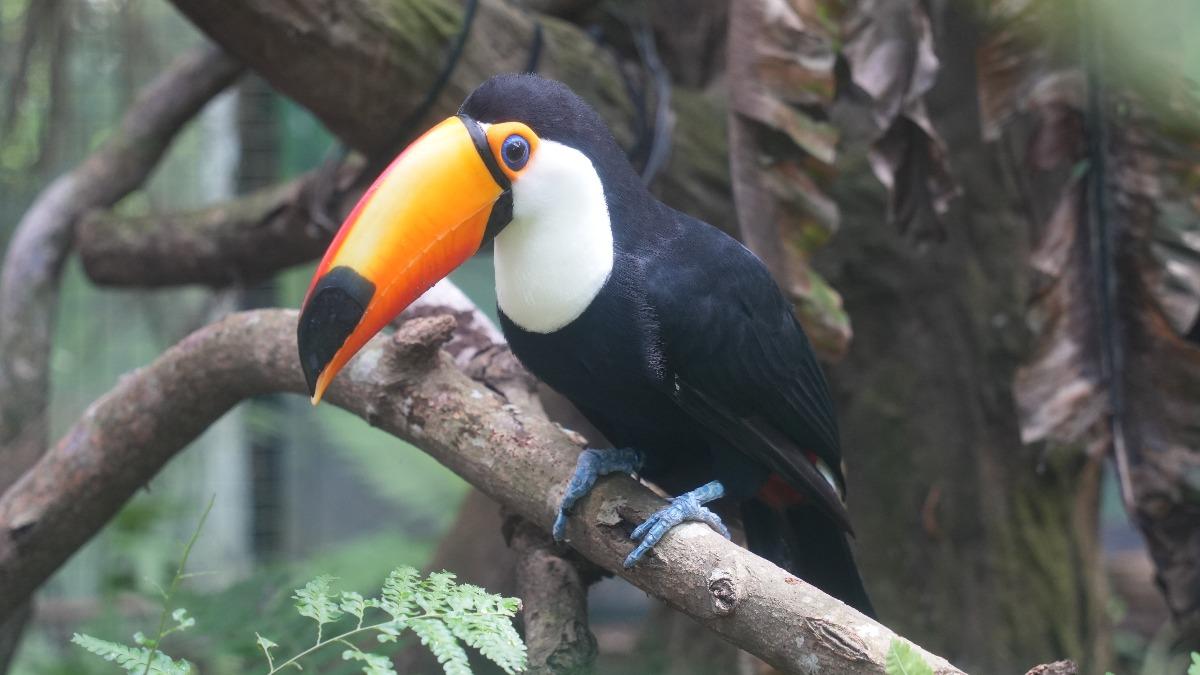 有民眾直擊大嘴鳥口叼老鼠。(圖/動物園提供)