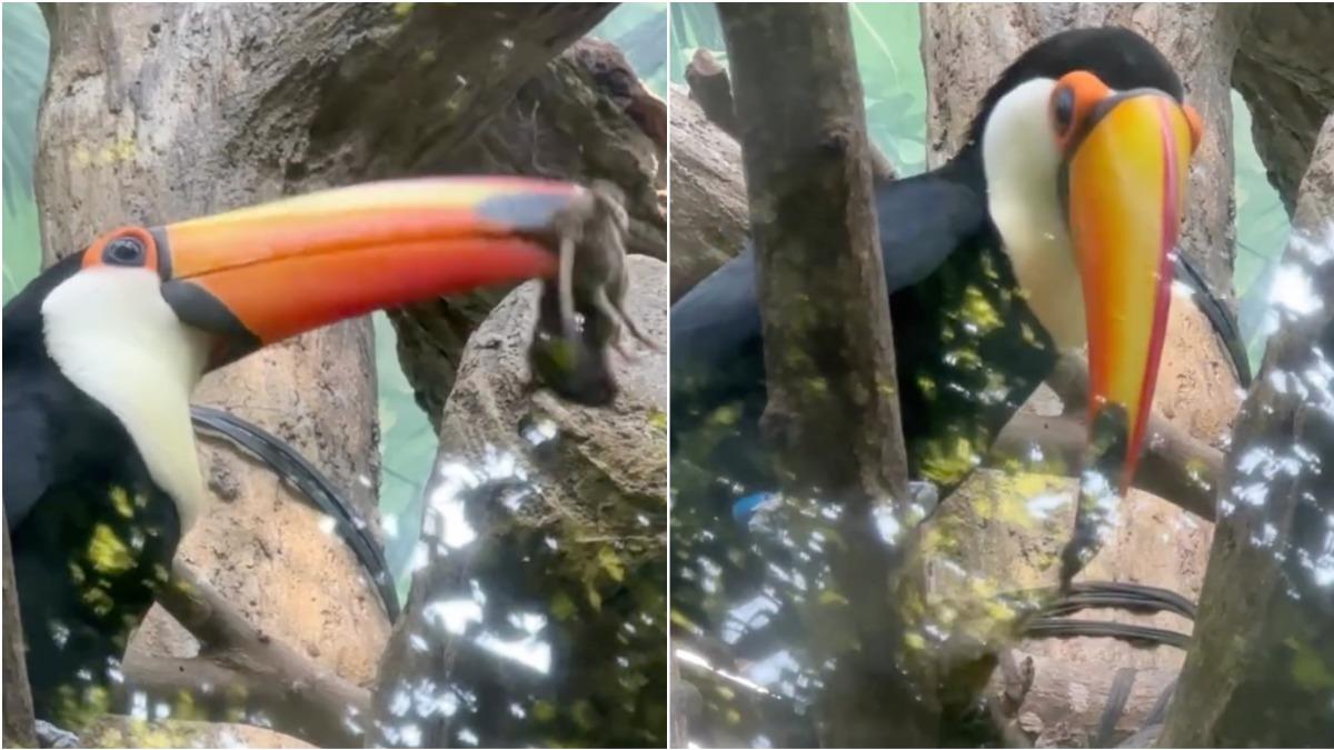 木柵動物園「大嘴鳥口叼巨鼠」猛甩 園方揭已有充足食物:未吃掉