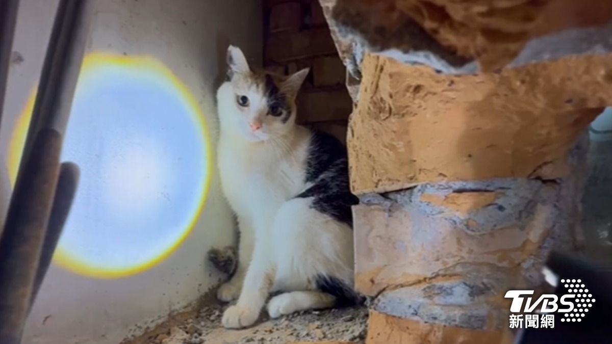 飼主辯車禍無法返家,14貓餓十天只能吃蟲遭法辦。(圖/TVBS)