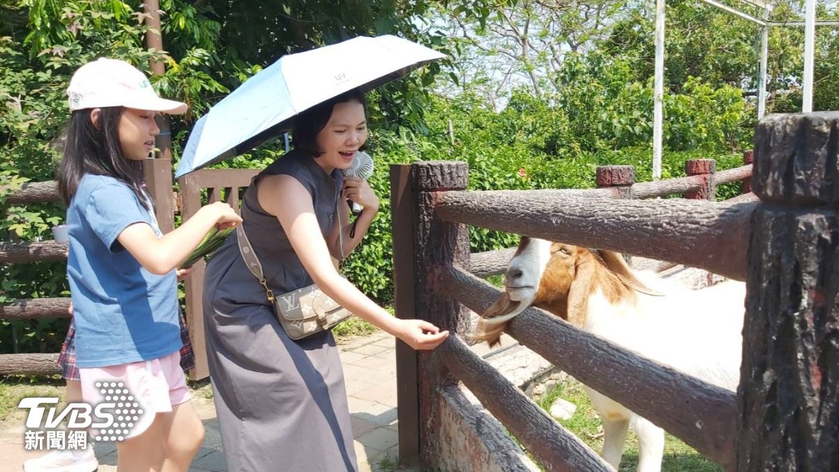 親子與波爾羊互動。（圖／TVBS）