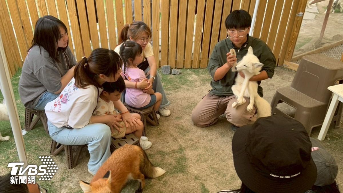 飼育員向遊客解說狐狸習性。（圖／TVBS）