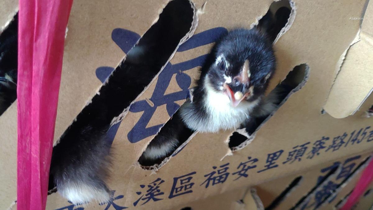 小動物被卡在紙箱。(圖/台灣愛兔協會、台灣動物社會研究會提供)