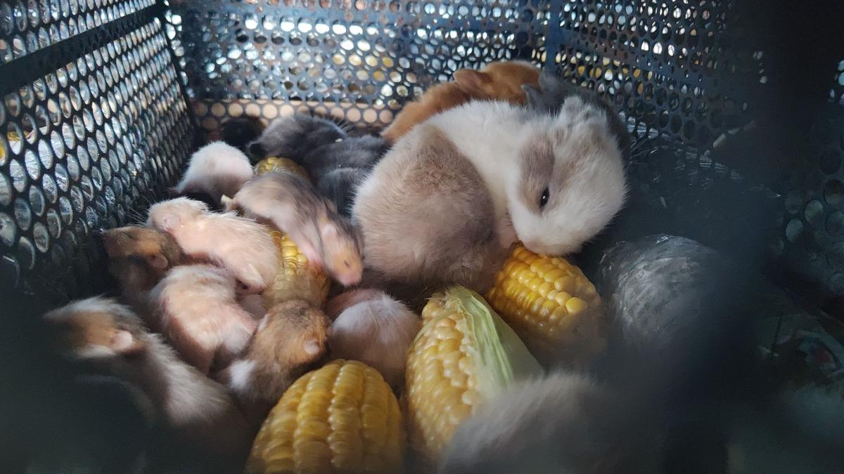 載運的空間相當狹窄,不同的小動物也被混放在一起。(圖/台灣愛兔協會、台灣動物社會研究會提供)