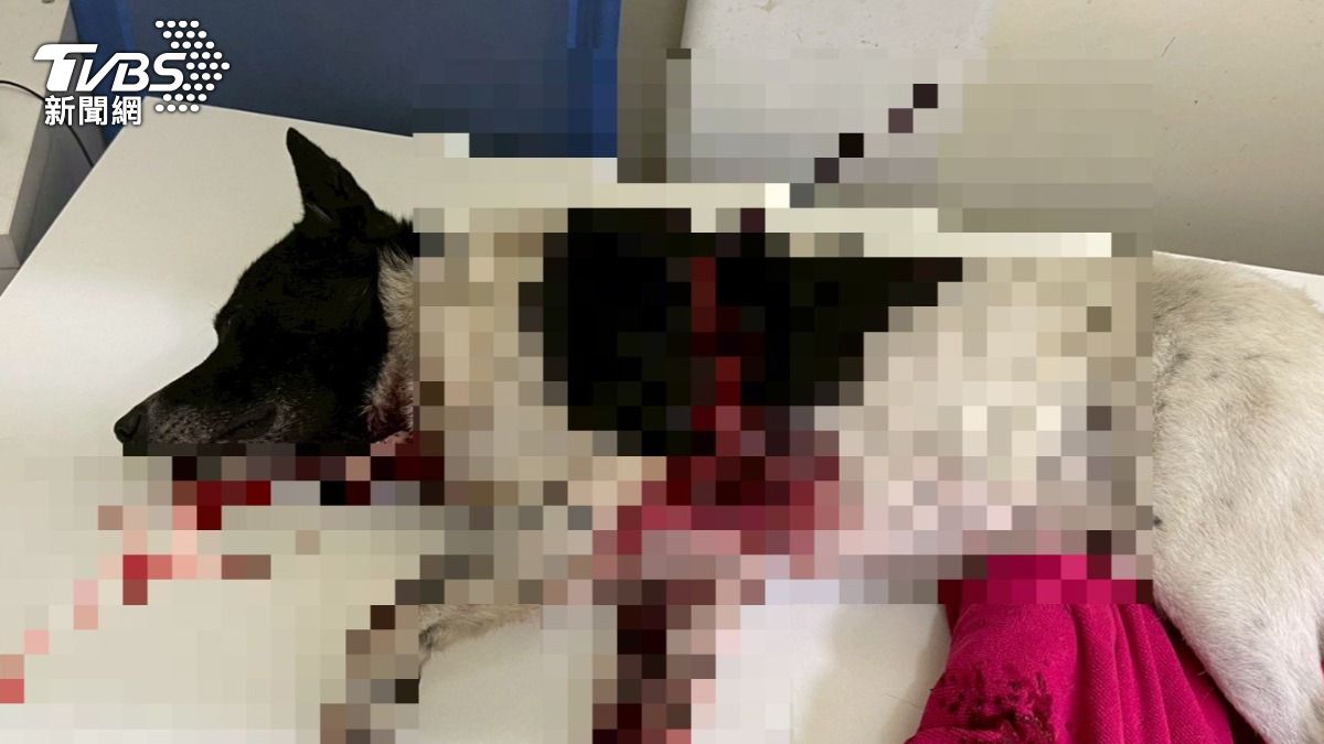 不滿家中愛犬遭「調戲」!苗栗男十字弓射殺毛小孩1死1重傷