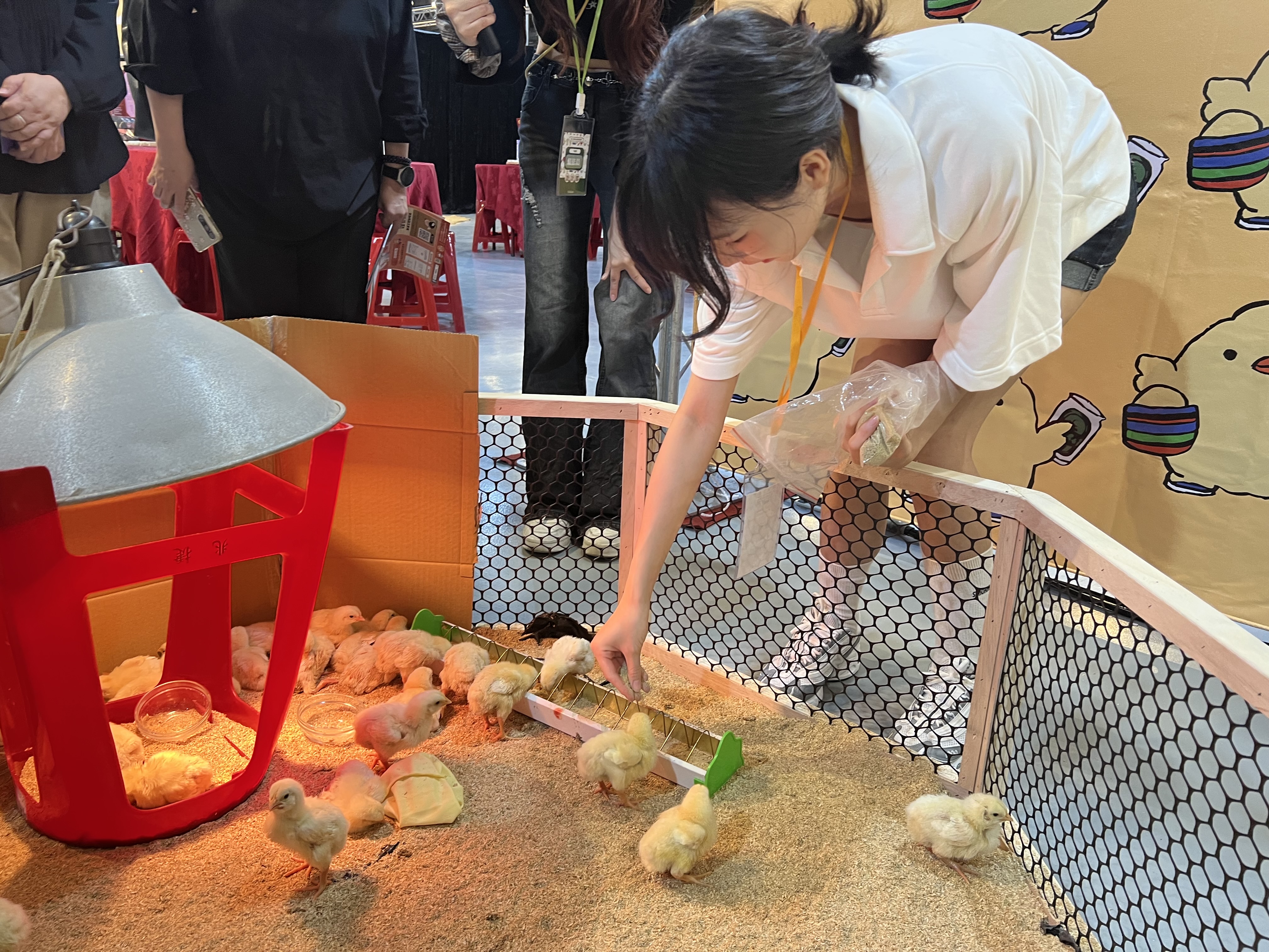 近距離與小雞互動