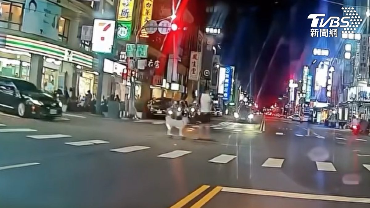 高雄民眾近日在停紅燈時,突然看到一名男子溜著滑板過馬路,後方一隻白色米克斯竟然穩穩站在滑板上,跟著飼主一起滑過路口(圖/翻攝記者爆料網)