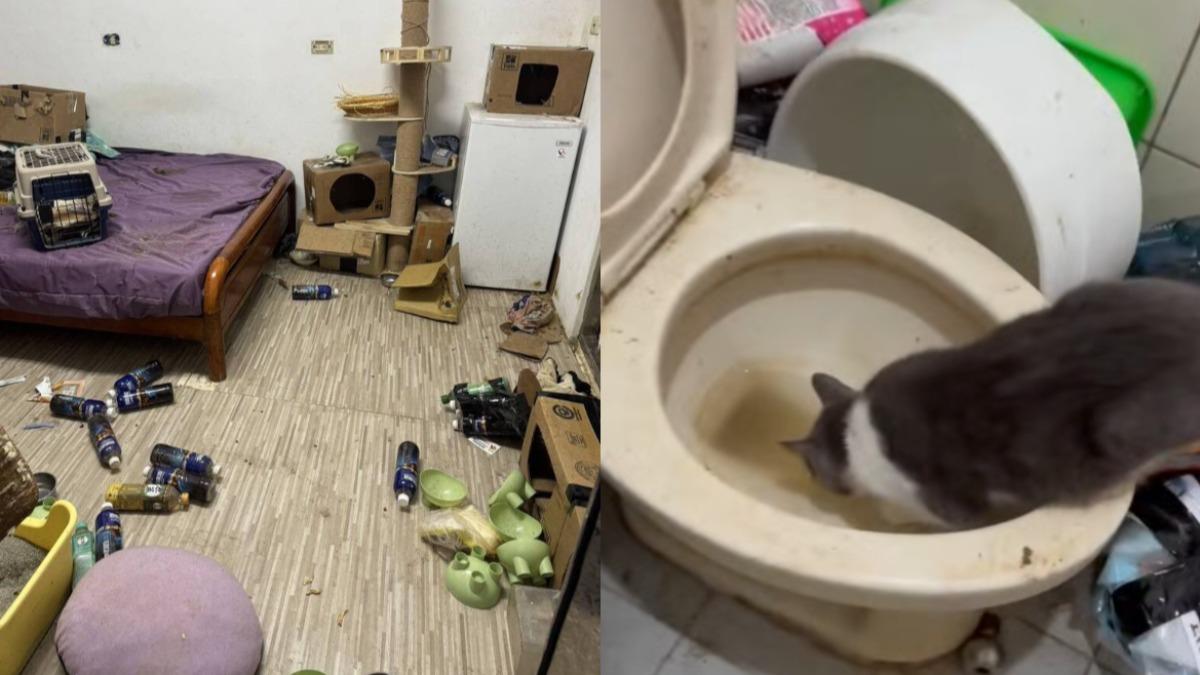 新竹男住院10天!14貓困髒屋「喝馬桶水求生」染病冒惡臭