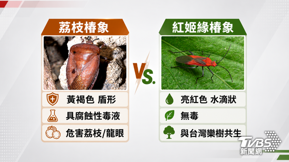 紅姬緣椿象與台灣欒樹互利共生,是生態平衡的重要角色,對人體、環境無害。(圖/TVBS)